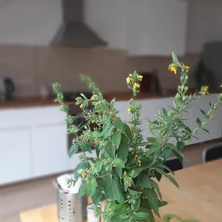 Dvorak 194 Pod Svatou Horou * Pribram